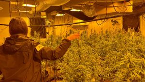 Imagen de la marihuana intervenida en Sant Joan Les Fonts