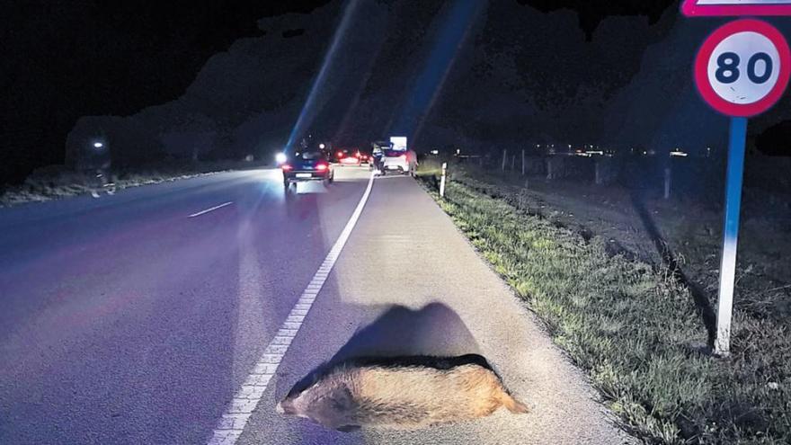 Un accident de trànsit causat per un senglar, mort al voral.