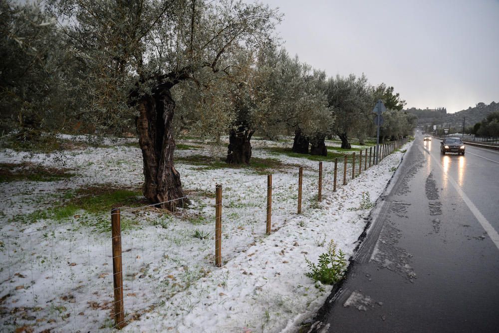 Der frühe Schnee hat am Samstag (2.12.) zahlreiche Insulaner in die Tramuntana gelockt, wo es die seltene Gelegenheit zu Schneeballschlachten oder zum Bau von Schneemännern gab.