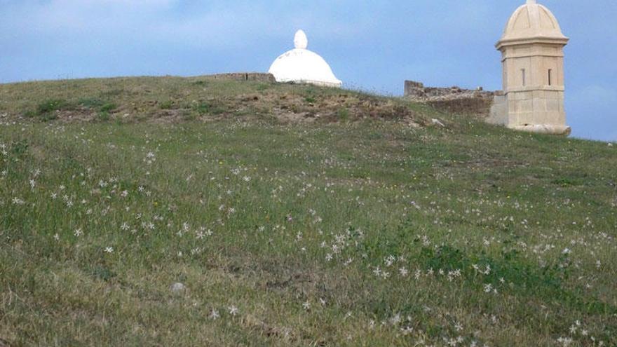 La planta protegida a la falda del Castell.