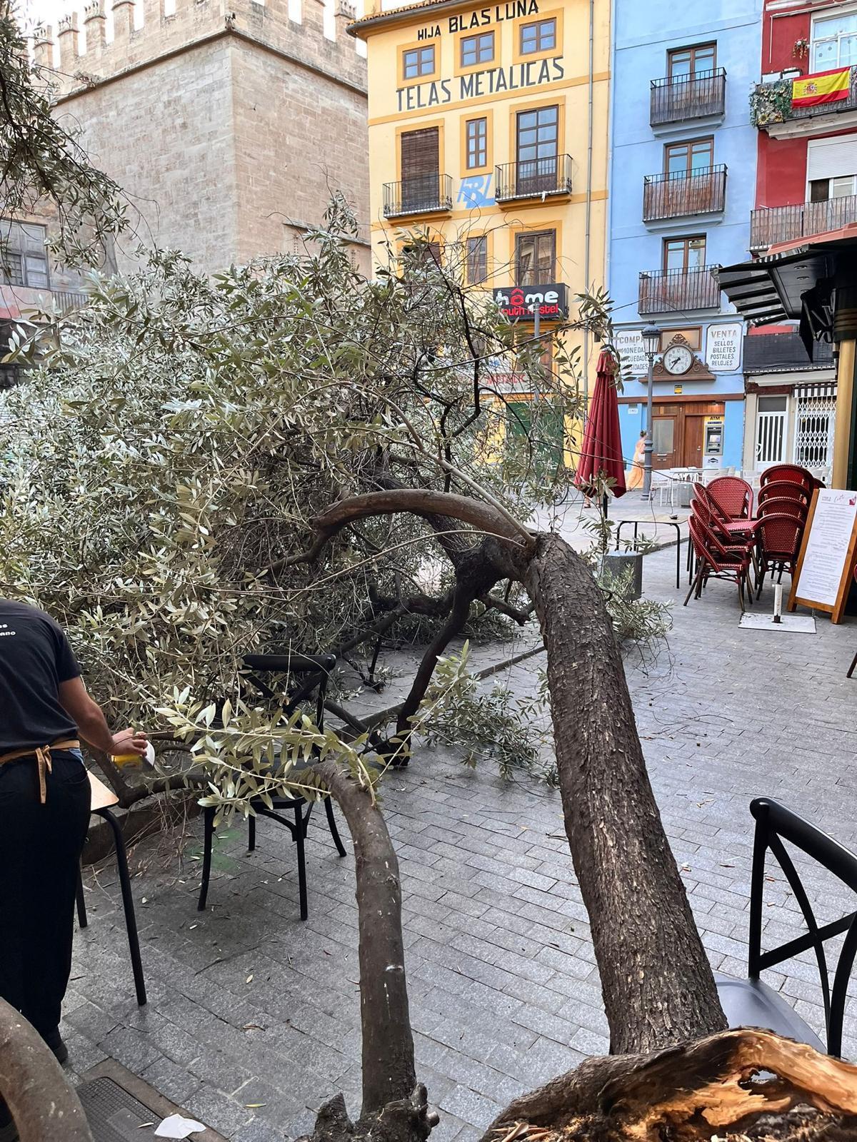 Vecinos y hosteleros de la plaza del Doctor Collado alertan del estado del primer olivo de València
