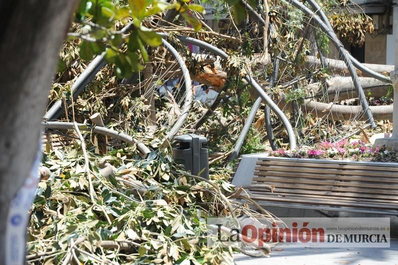 Cae parte del ficus de Santo Domingo en Murcia