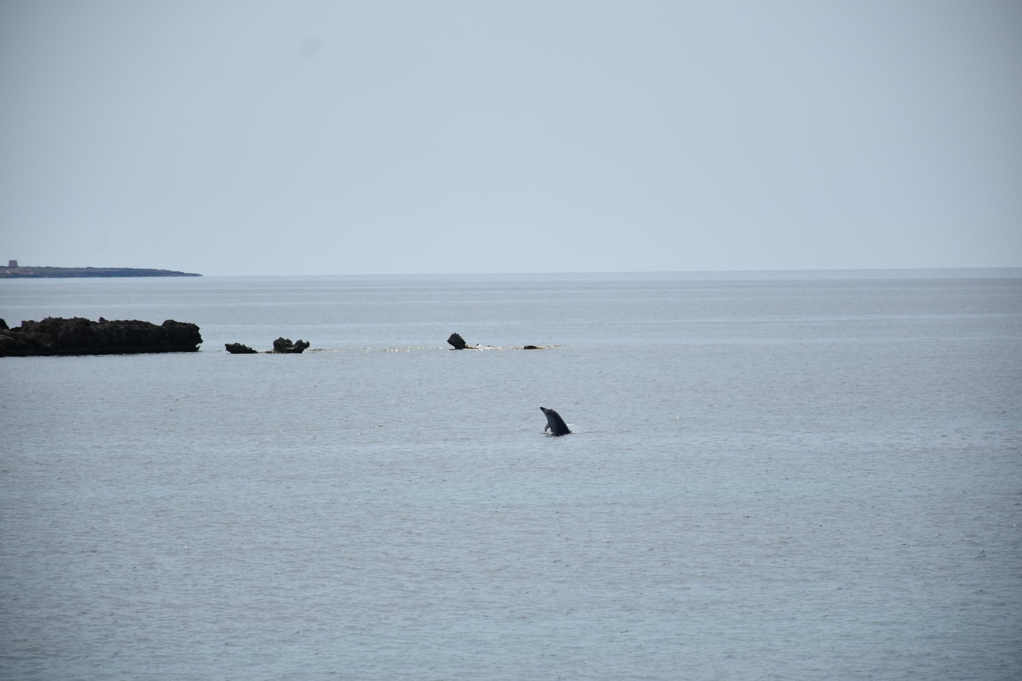 Delfines en  s'Espalmador