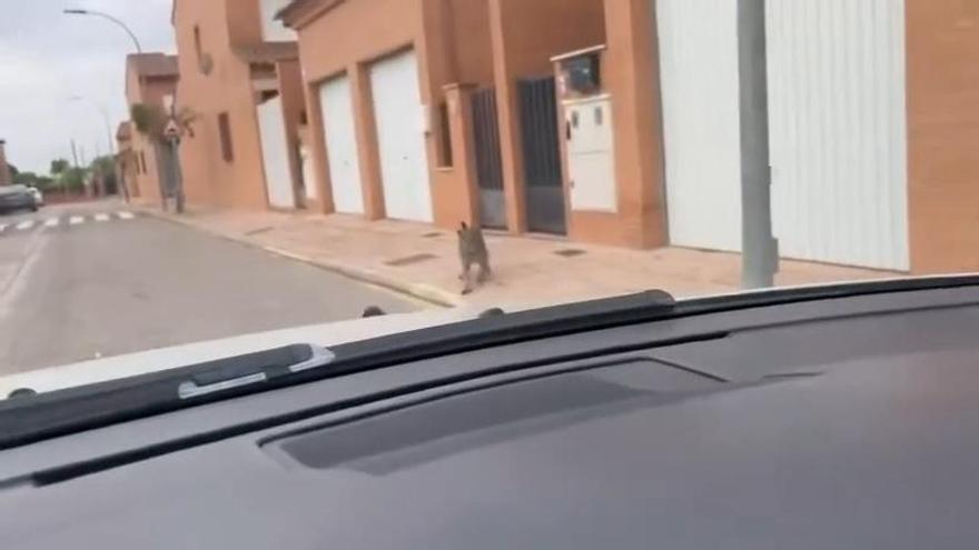 'Veneno', el lince ibérico que está revolucionando las calles de Cabañas de Yepes (Toledo)