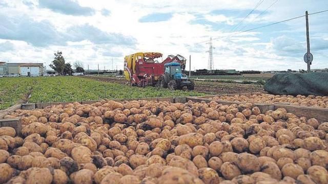 La zona de sa Pobla y Muro, por el cultivo de la patata, es el más contaminado de Mallorca.