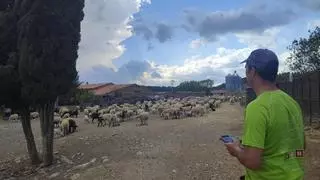 Revolución con drones en en el campo: 'perros pastores' desde al aire para guiar al ganado en Castellón