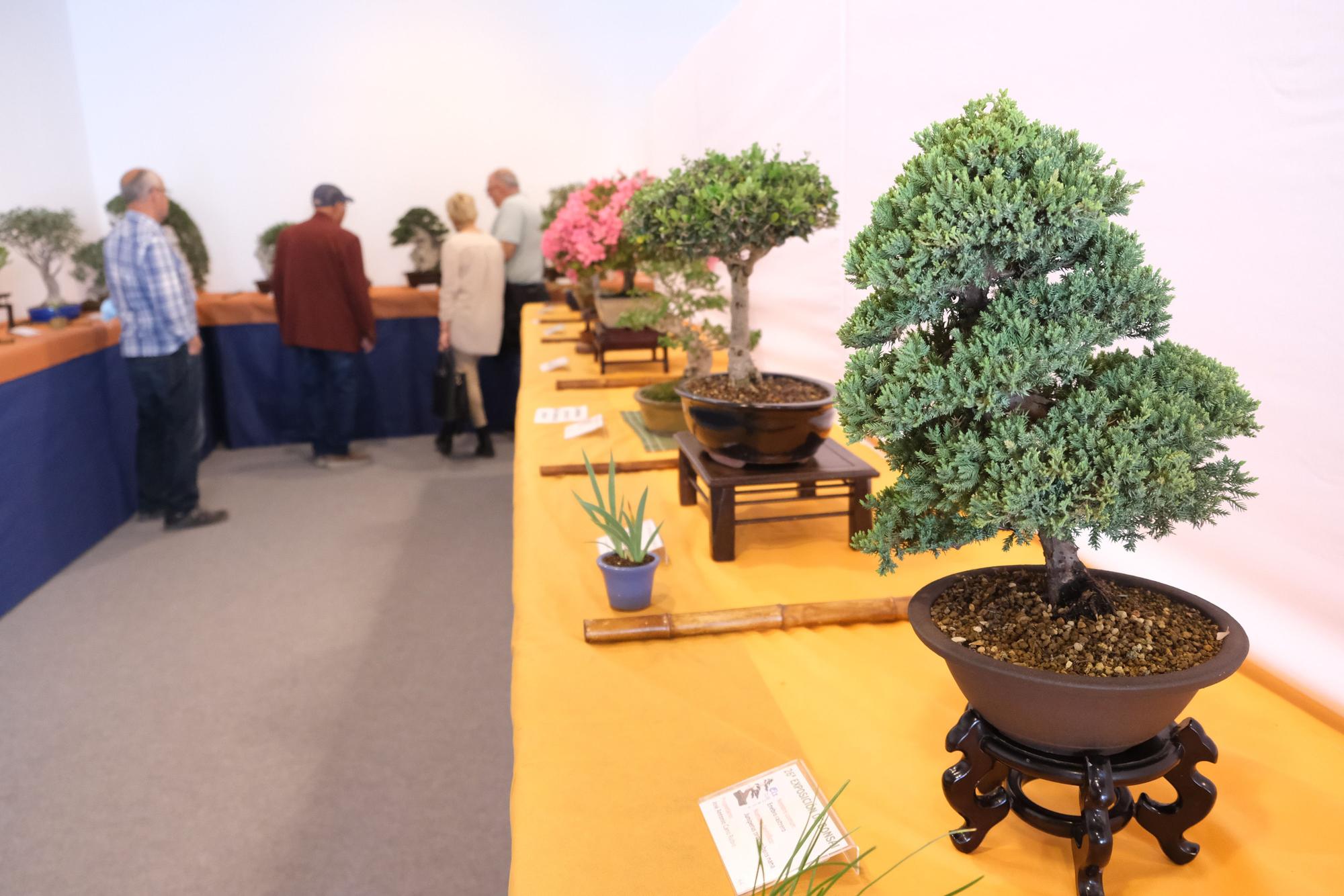 El arte del bonsai se expone en Elche