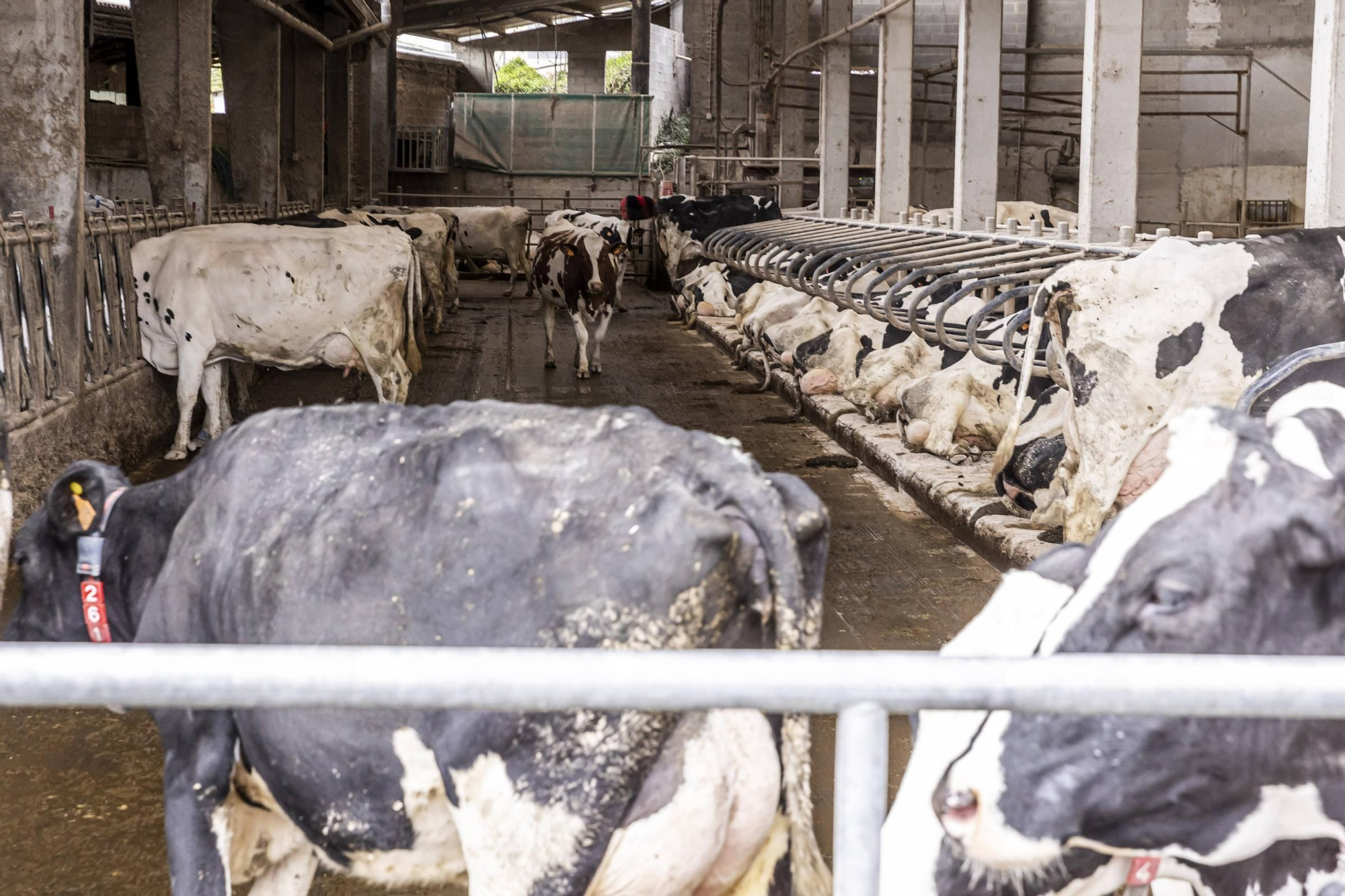 En imágenes | Un viaje por el drama de las vacas de Tineo