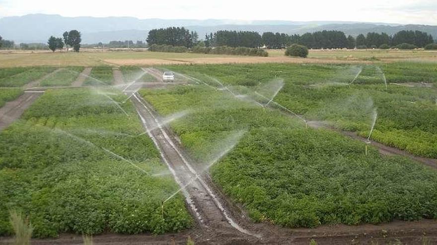 Superficie de cultivo en la comarca de A Limia. // Iñaki Osorio