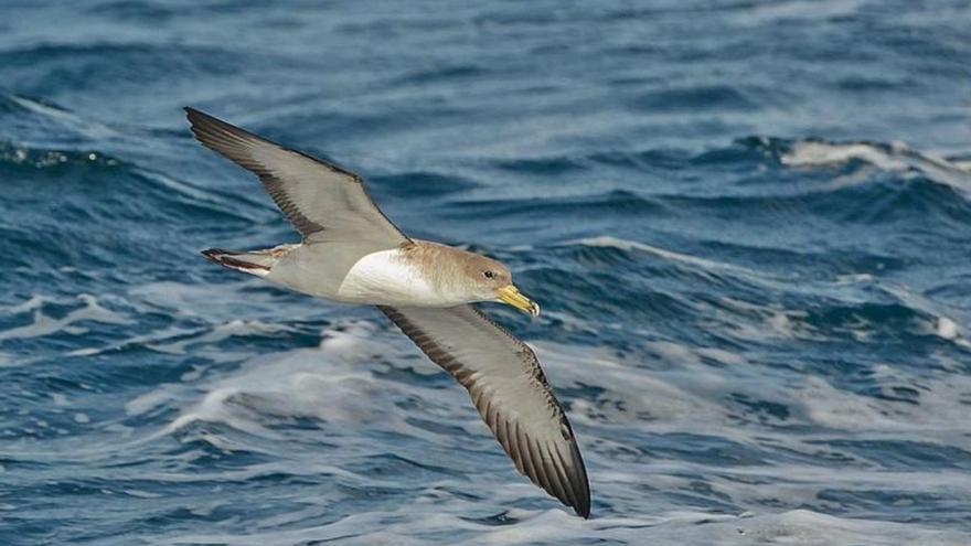 SEO/BirdLife carries out a campaign to collect dazzled seabirds in the Canary Islands due to light pollution