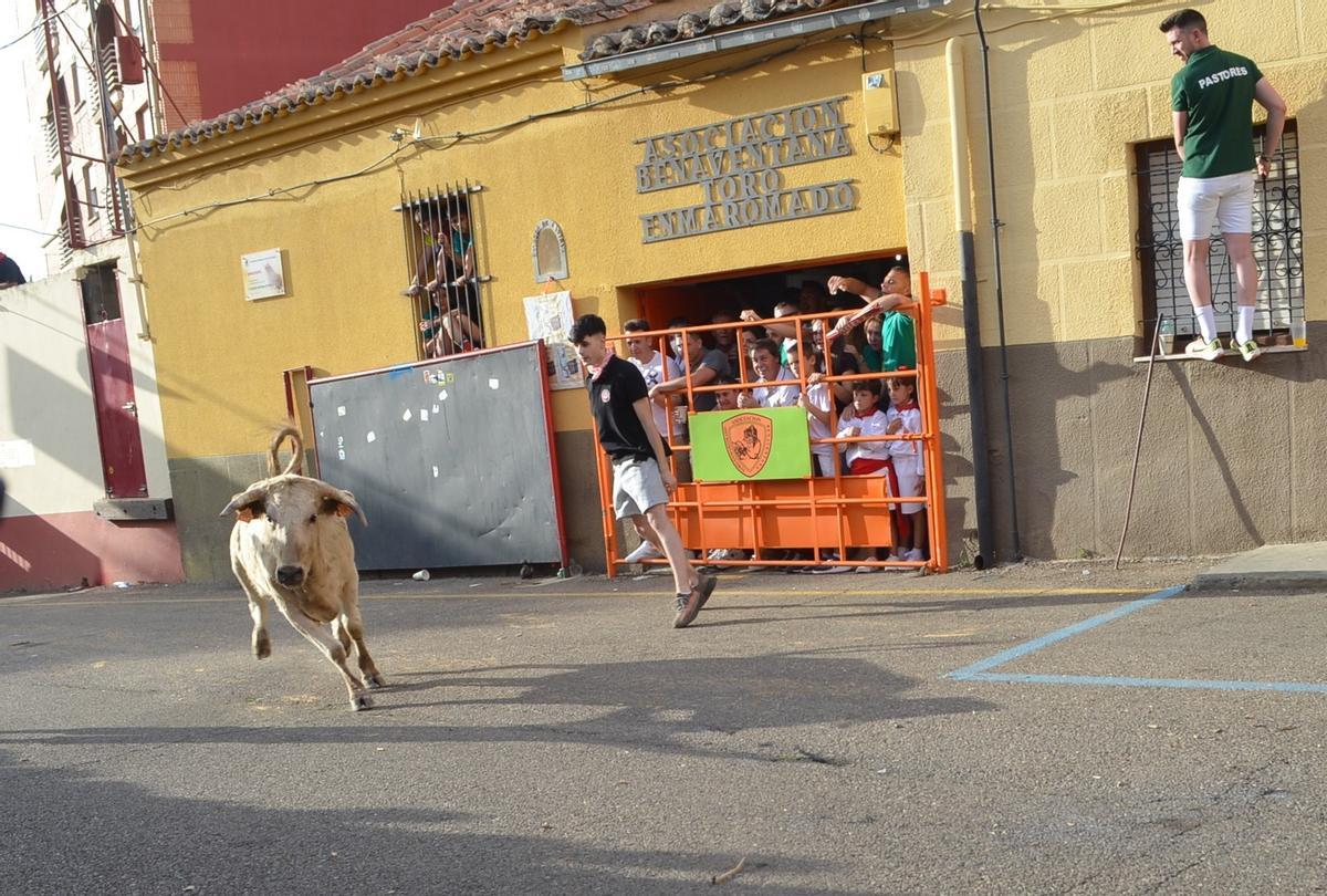 I Vaca de la Juventud en Benavente, el pasado año.