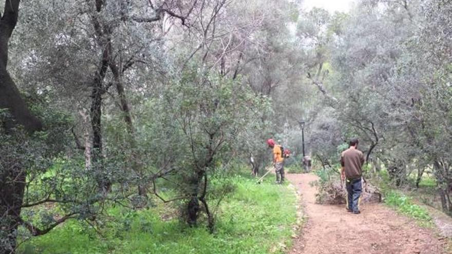 Estudiantes de La Malvesía de Llombai durante sus trabajos en la Muntanyeta de Alberic.