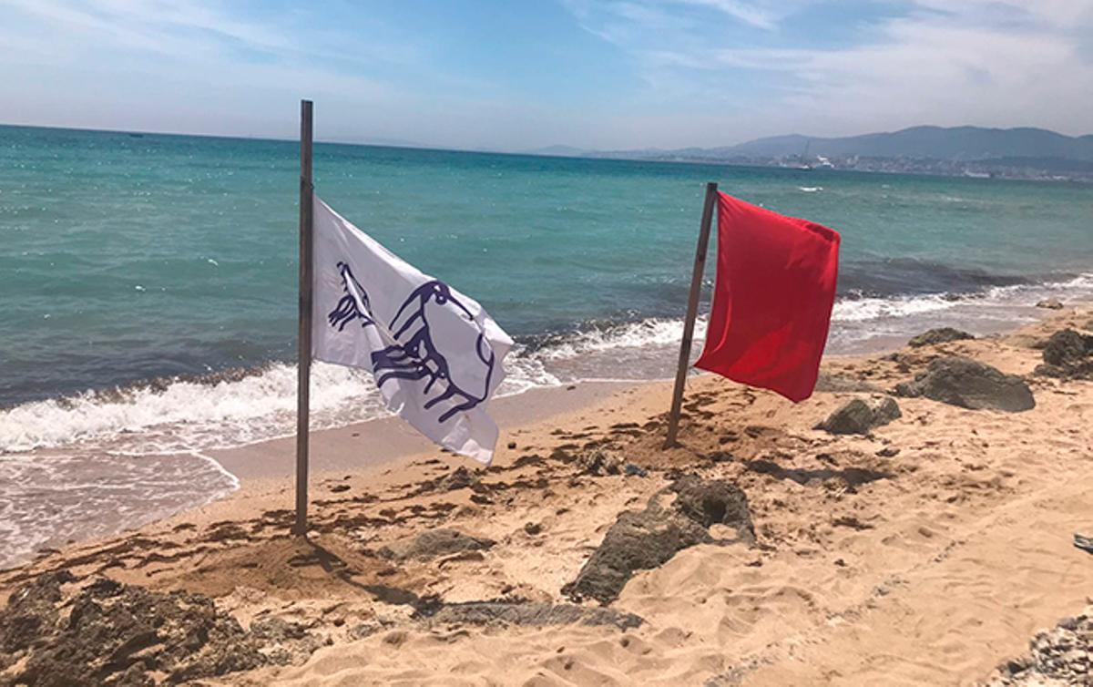 Encuentran la primera carabela portuguesa viva en Mallorca