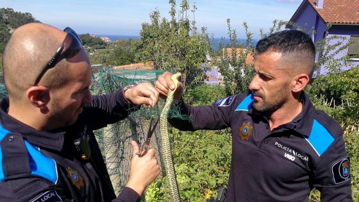 Dos agentes de la Policía Local de Vigo liberando a una culebra atrapada en una finca de la ciudad. / Policía Local