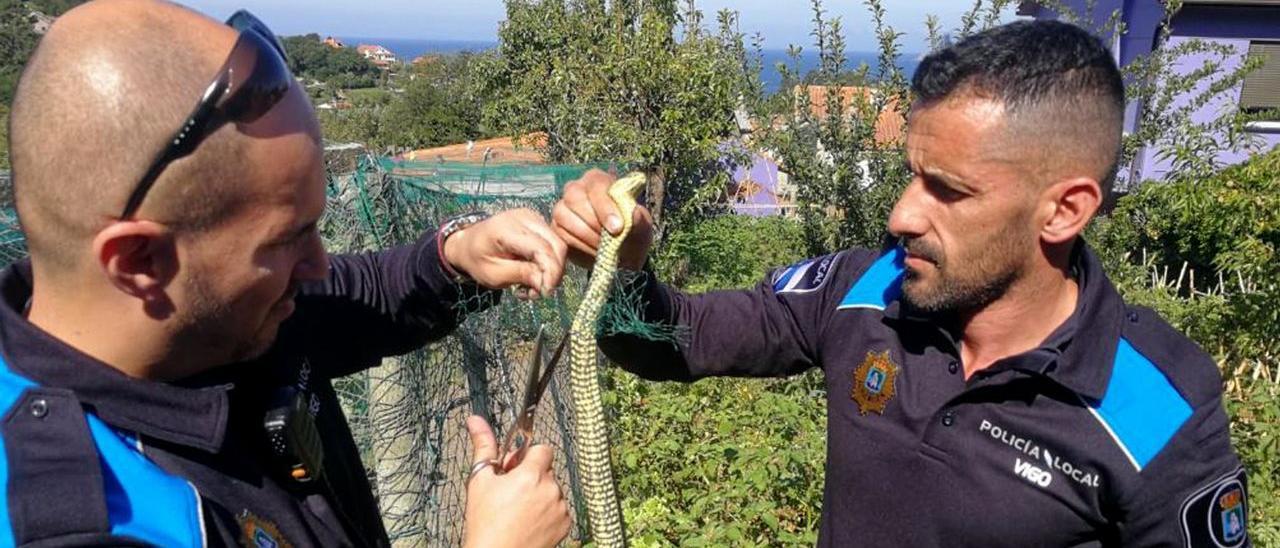 Las serpientes comienzan a salir de su letargo en Vigo