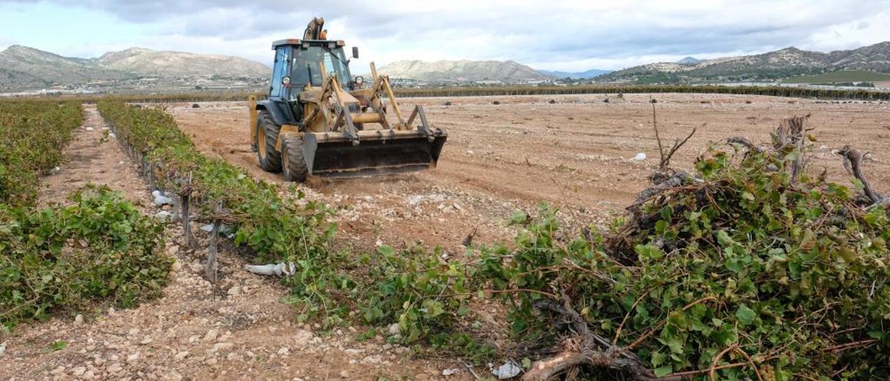 La falta de rentabilidad está llevando a los agricultores del Medio Vinalopó a arrancar sus viñas de uva de mesa.