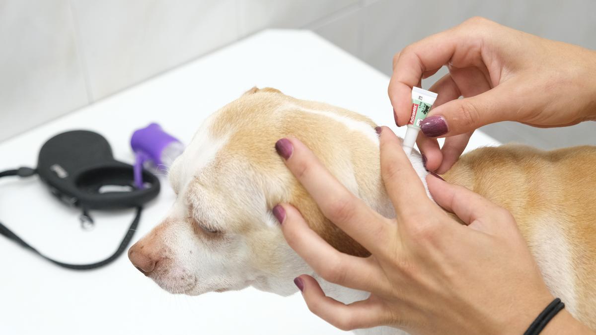 Tratamiento contra las garrapatas en un perro.
