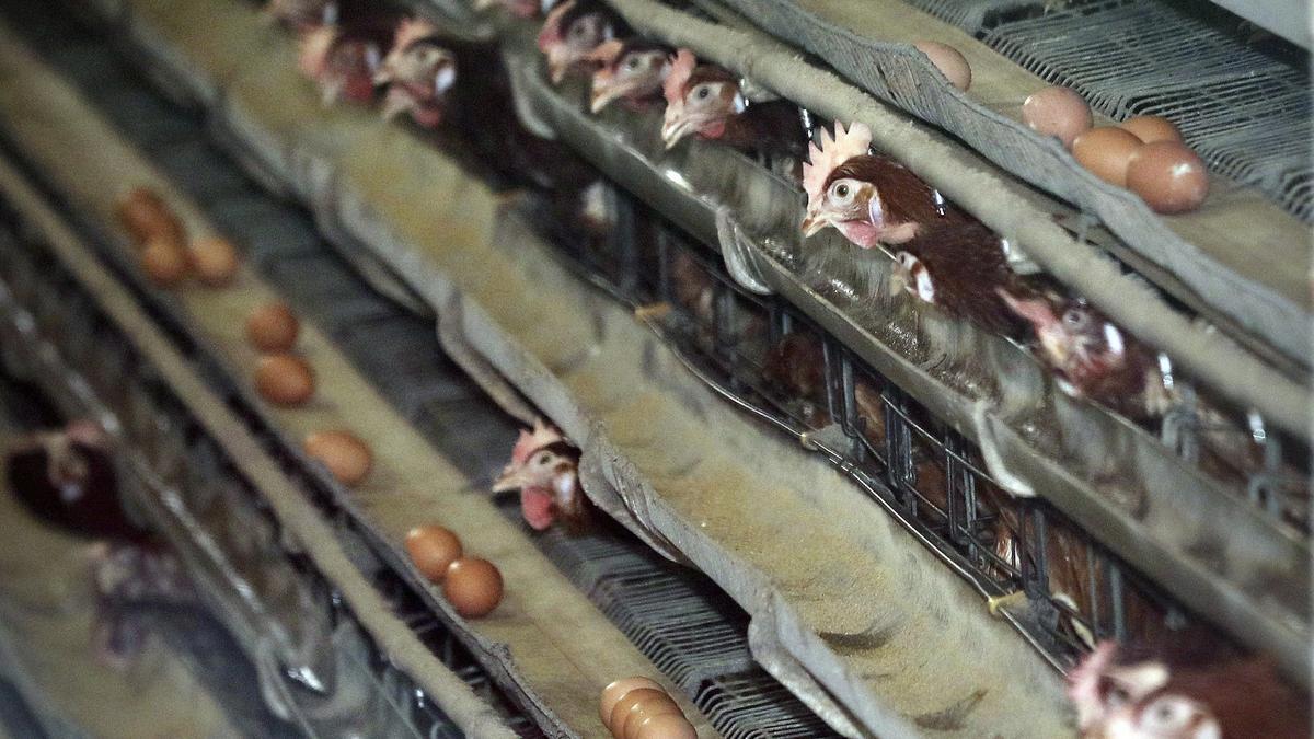 Gallinas en una granja en una imagen de archivo