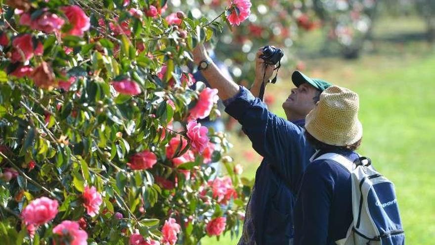 Visitantes fotografían las camelias del castillo de Soutomaior. // G. S