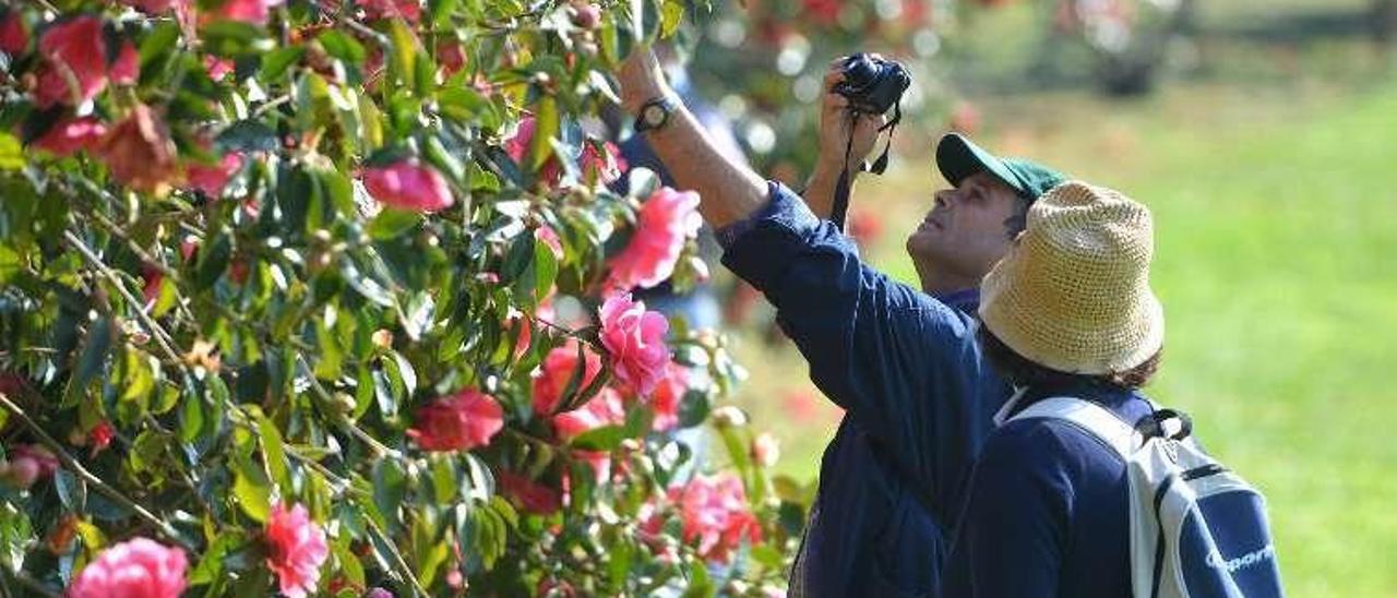 Visitantes fotografían las camelias del castillo de Soutomaior. // G. S