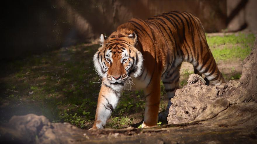 Dos tigres de Bengala, nuevos inquilinos en el Zoo de Córdoba