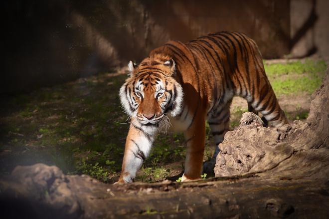 Dos tigres de Bengala, nuevos inquilinos en el Zoo de Córdoba
