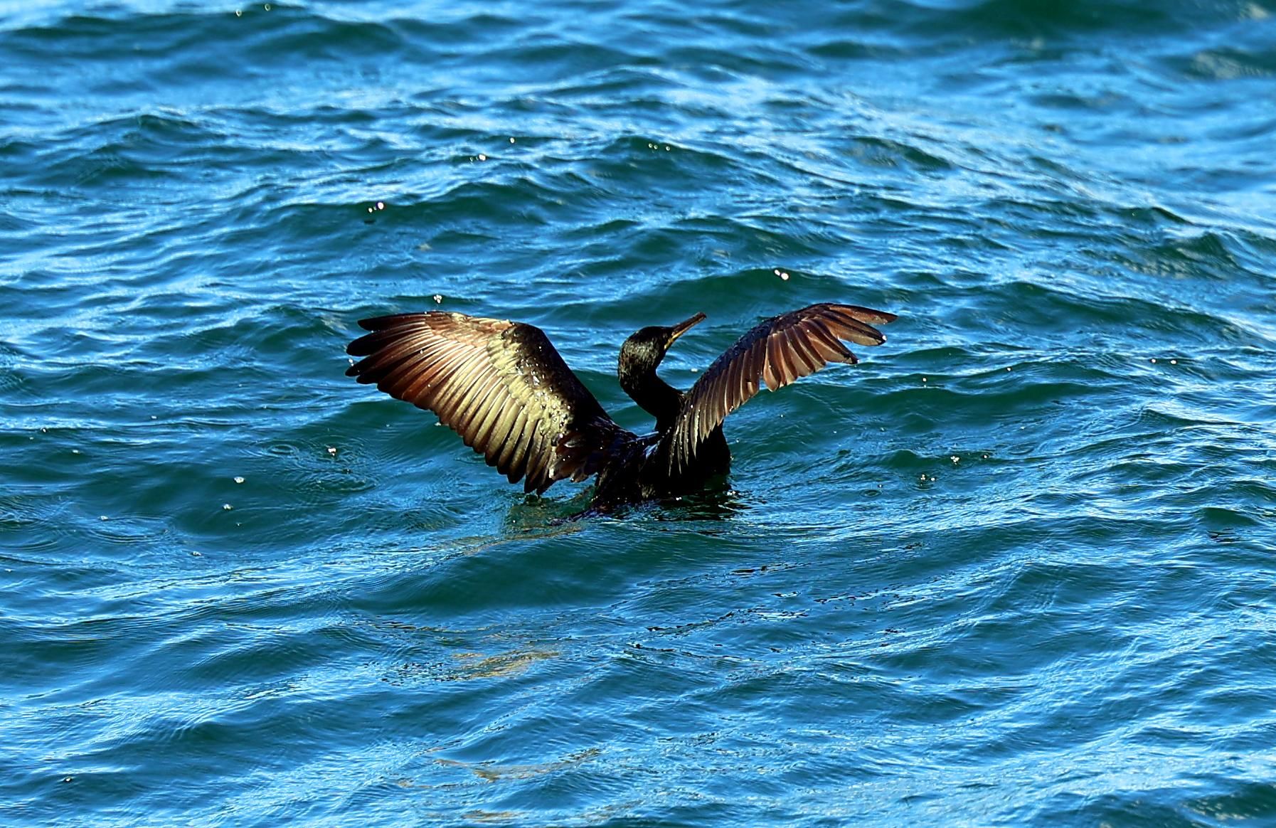 La temperatura del agua en la ría de Vigo alcanza récord