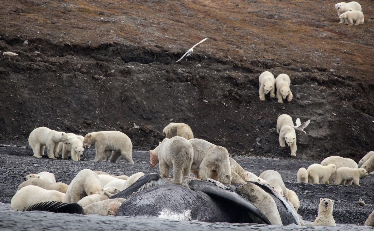 Osos polares famélicos viven hacinados en una isla del Ártico