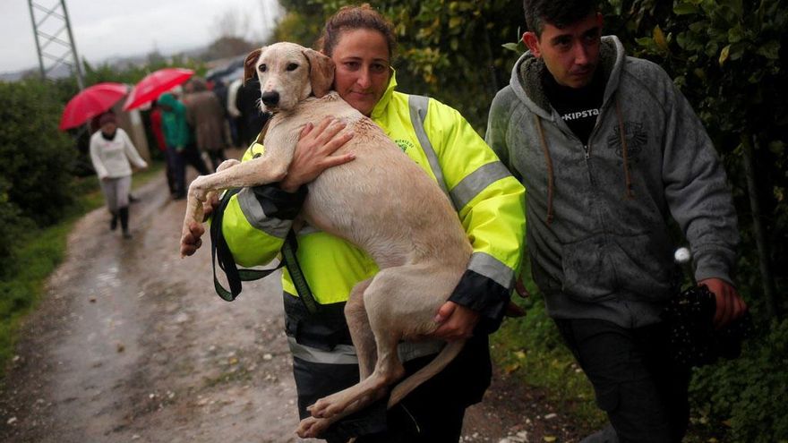 Desalojo de los animales de &#039;Galgos en Familia&#039;.