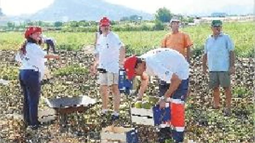 Agricultores y voluntarios recogen los melones.