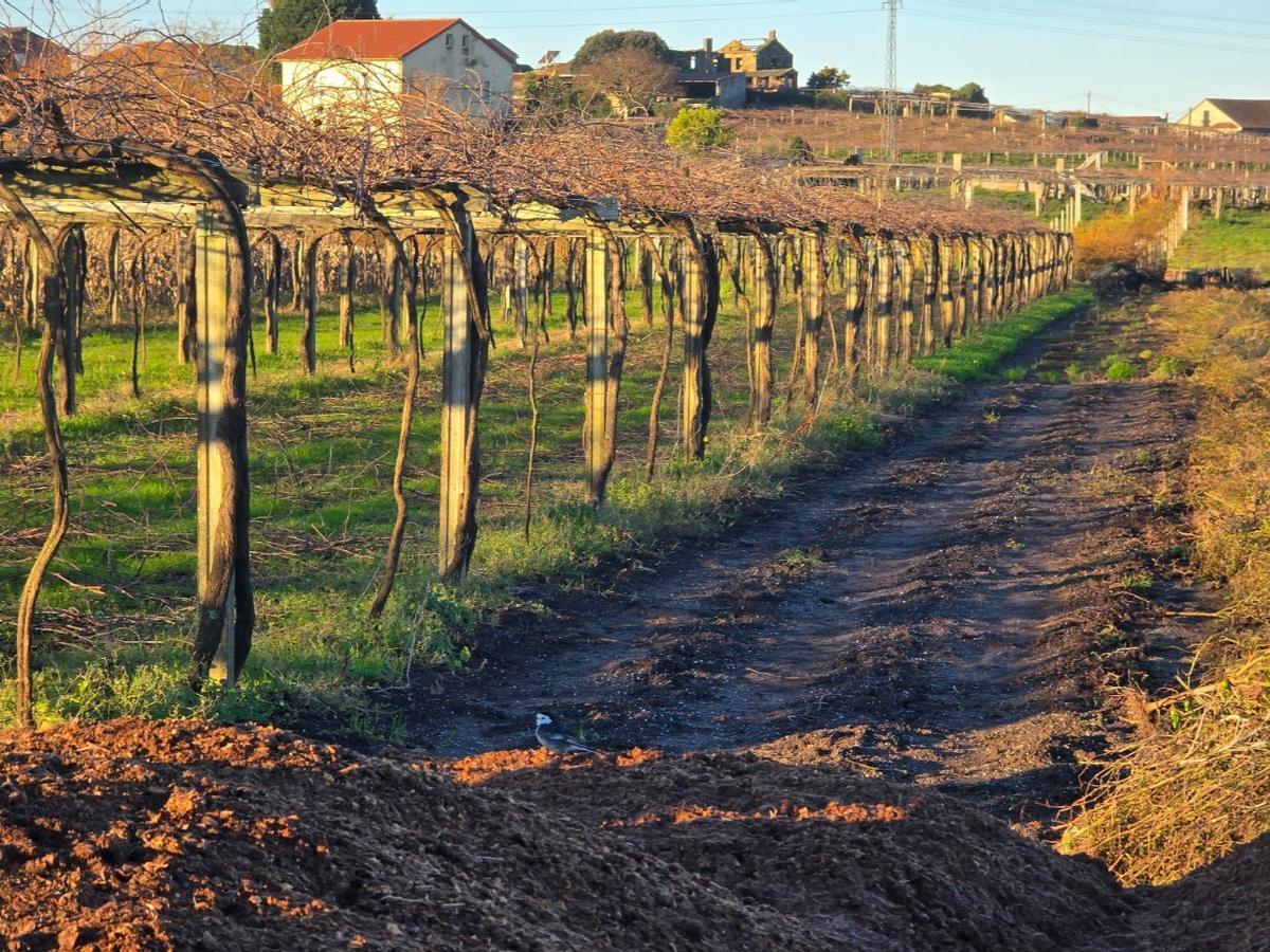 La poda del viñedo alcanza su ecuador. La poda del viñedo alcanza su ecuador.