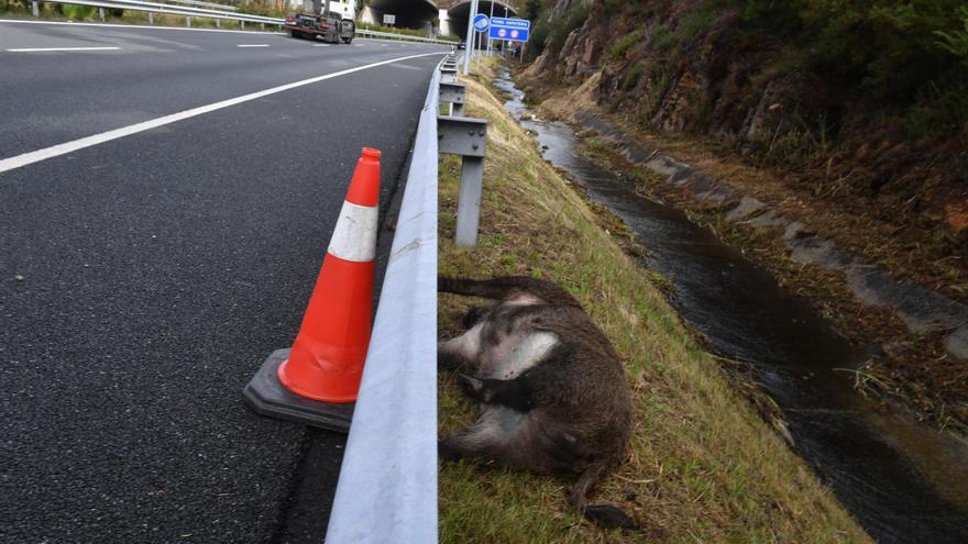 El cadáver de un jabalí yace junto a la tercera ronda en A Zapateira