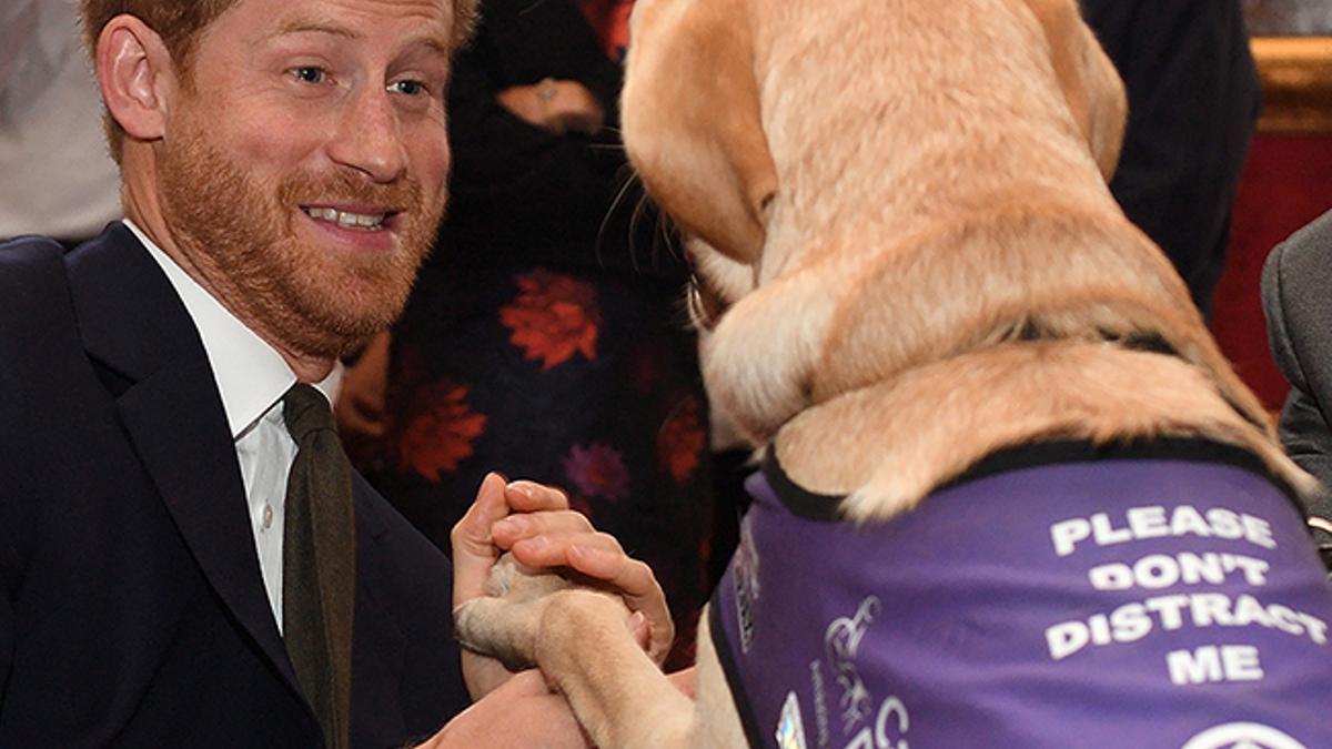 LAS TIERNAS IMÁGENES DEL PRINCIPE HARRY CON UN LABRADOR