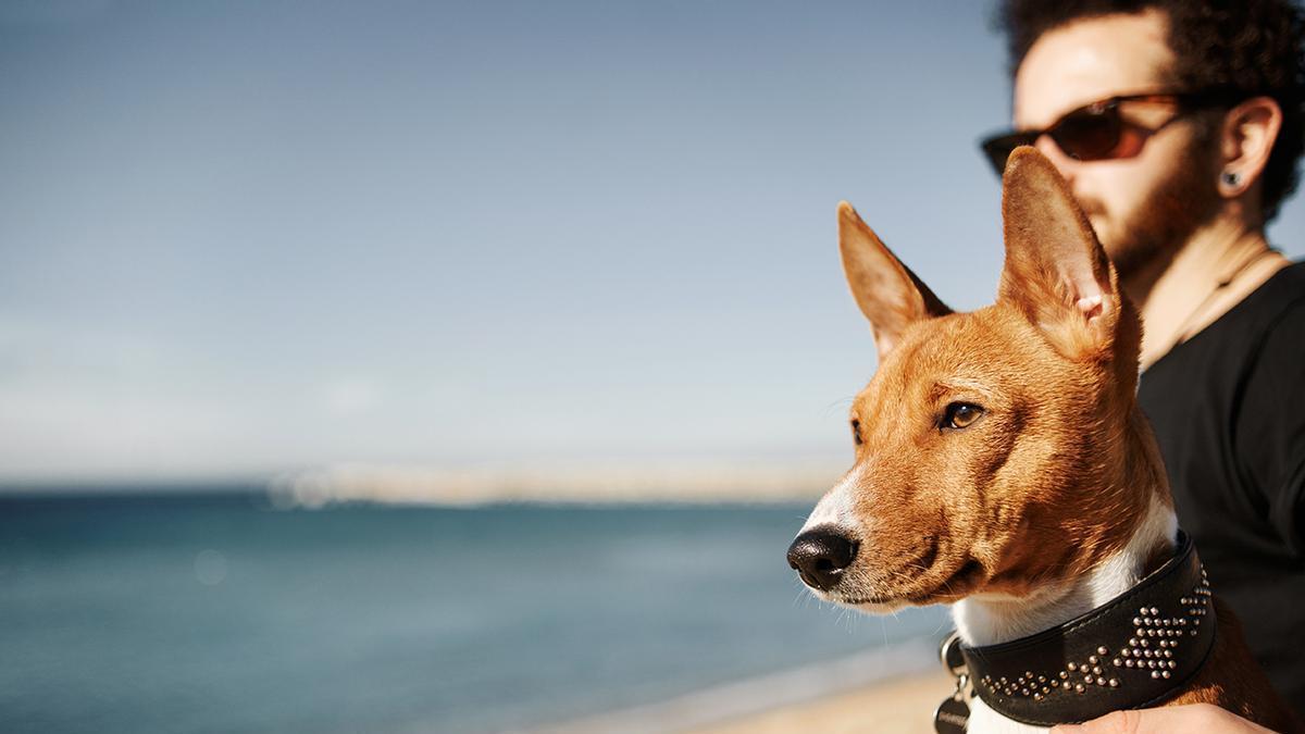 Los perros también están expuestos a los efectos de la radiación solar.