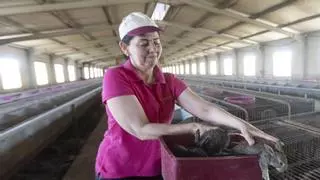 A los conejos se les pasa el arroz en Alicante