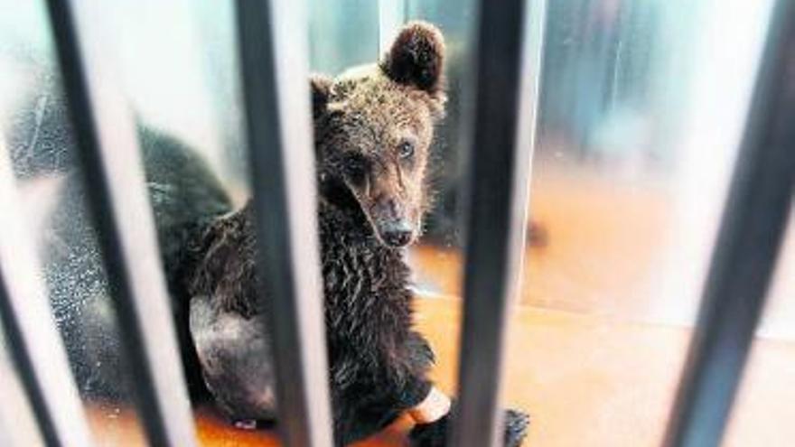 La osa «Lara», en el centro de recuperación de animales de Sobrescobio.