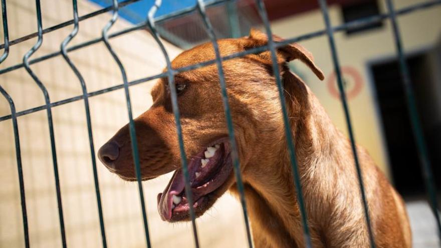 Un perro en el Albergue Comarcal de Valle Colino. | | CARSTEN W. LAURITSEN