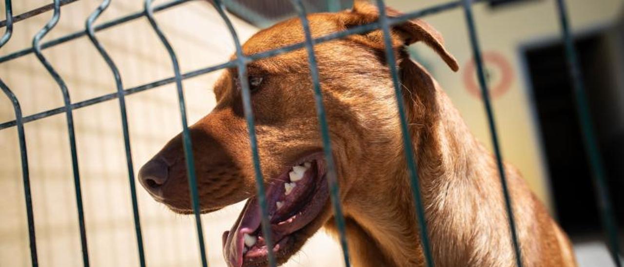 Un perro en el Albergue Comarcal de Valle Colino. | | CARSTEN W. LAURITSEN