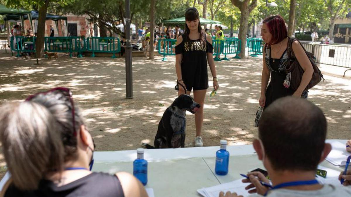 Uno de los perros participantes, durante su exhibición. | A. B.