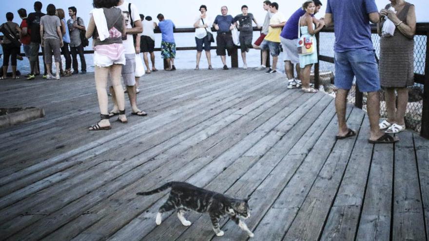 Zona del Monumento al Hombre del Mar en Torrevieja donde existe una colonia de gatos callejeros