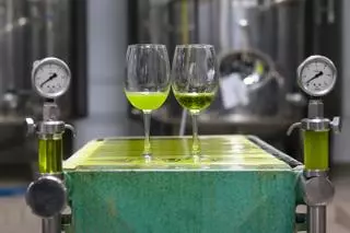 Cuernos de vaca rellenos de boñiga: el secreto del olivar de uno de los mejores aceites del mundo