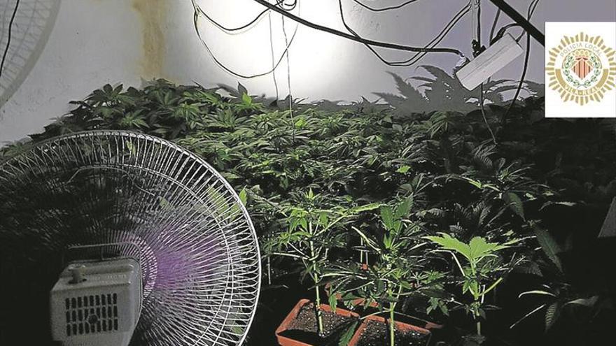 Hallan 213 plantas de marihuana en Vila-real