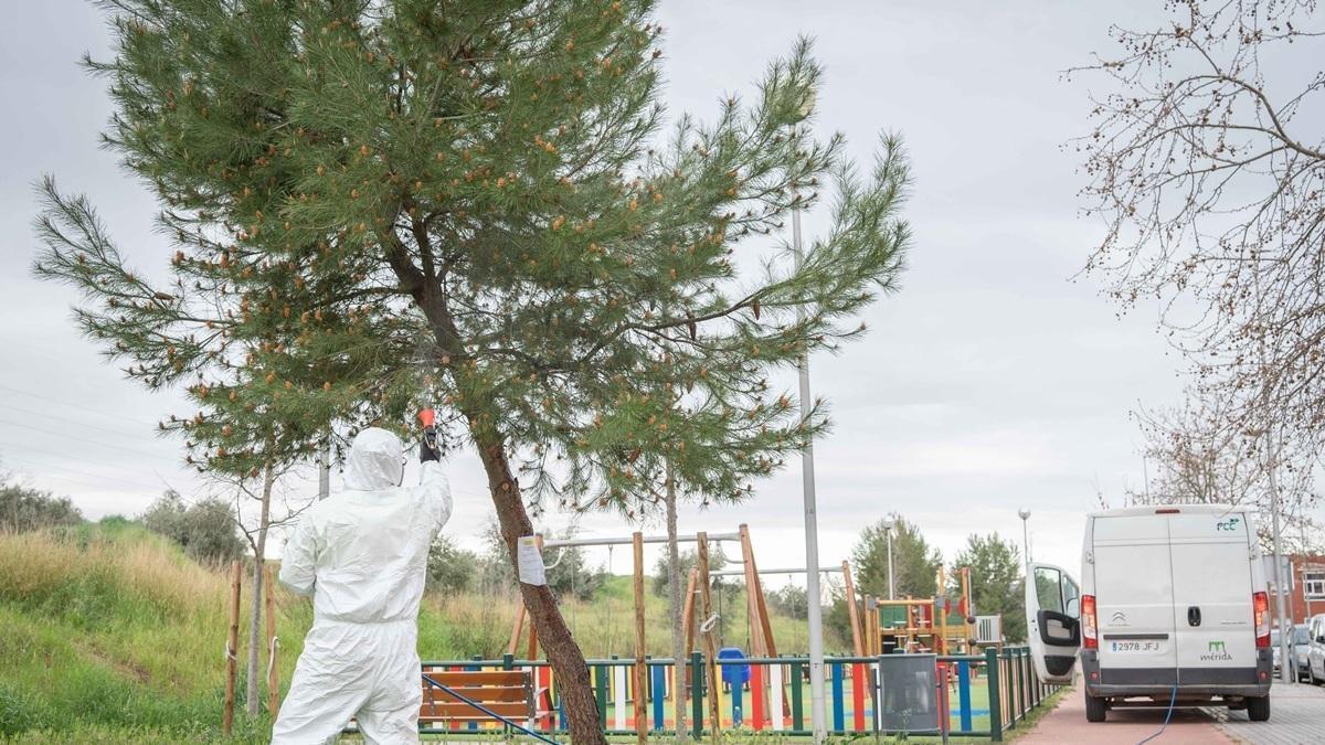 Un operario trabaja en parques y jardines de Mérida para prevenir la procesionaria.