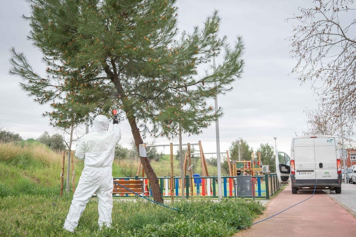 Un operario trabaja en parques y jardines de Mérida para prevenir la procesionaria.
