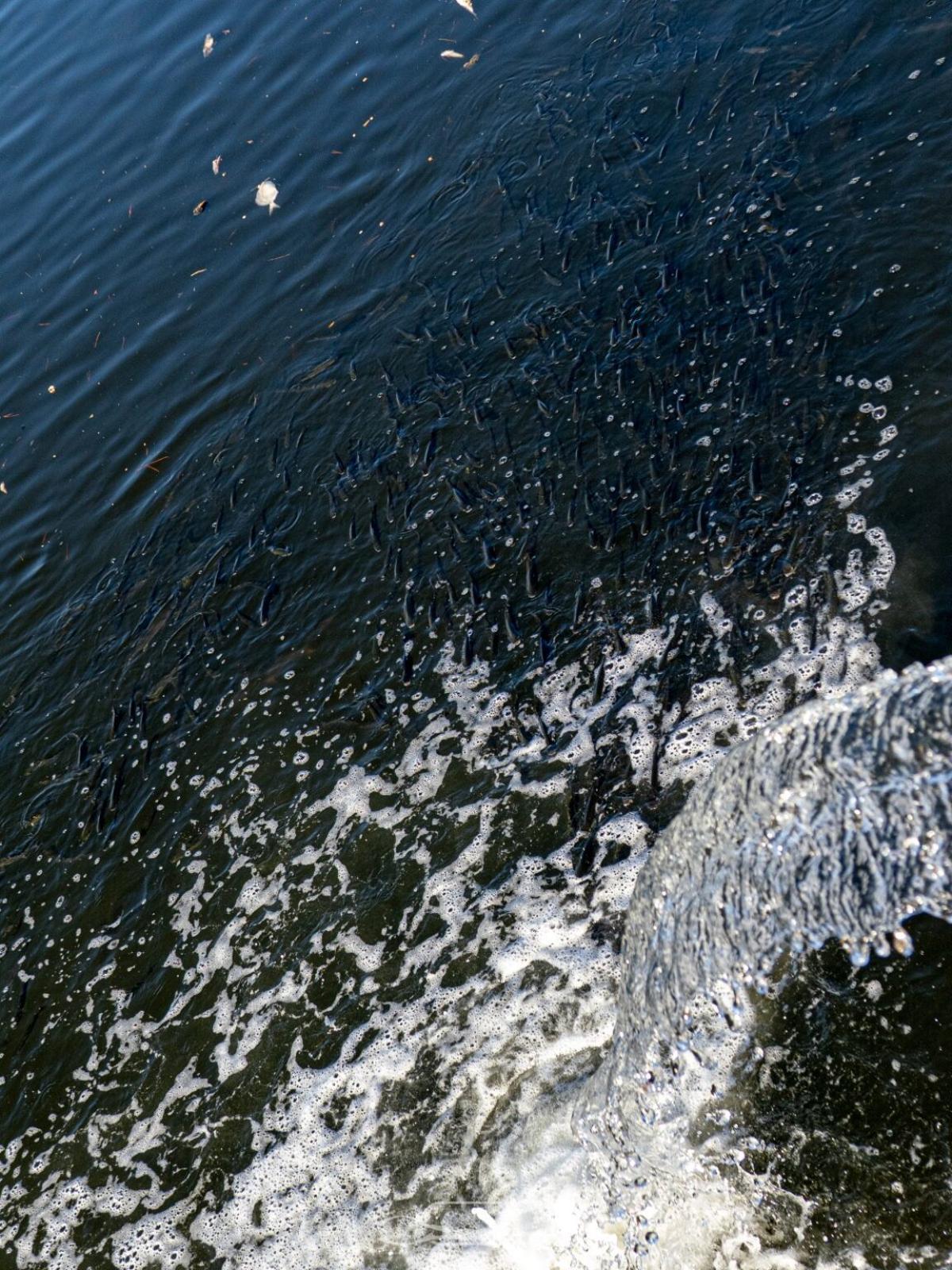 FOTOS | La mortandad de peces y fauna en el Riuet de s'Illot, en imágenes FOTOS | La mortandad de peces y fauna en el Riuet de s'Illot, en imágenes