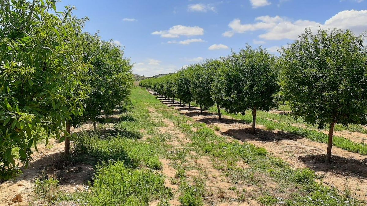 Un campo de almendros aragonés, nicho en el que los fondos de inversión han puesto sus ojos.