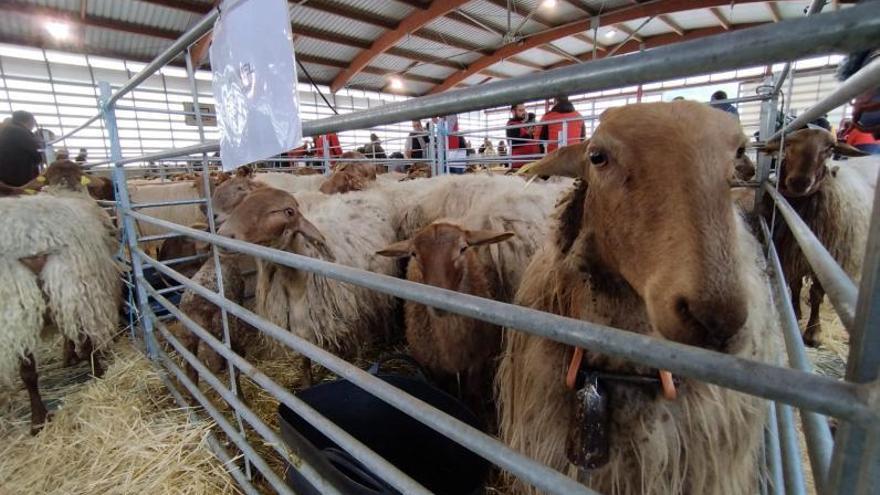 La reciella encueye nes Cuenques: la cabaña d&#039;oveyes y cabres cai un 46% en dos décades