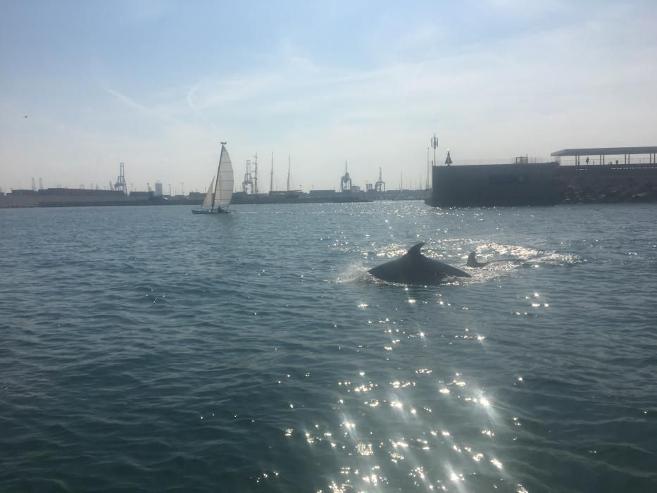 Un grupo de delfines se pasea por el puerto de València