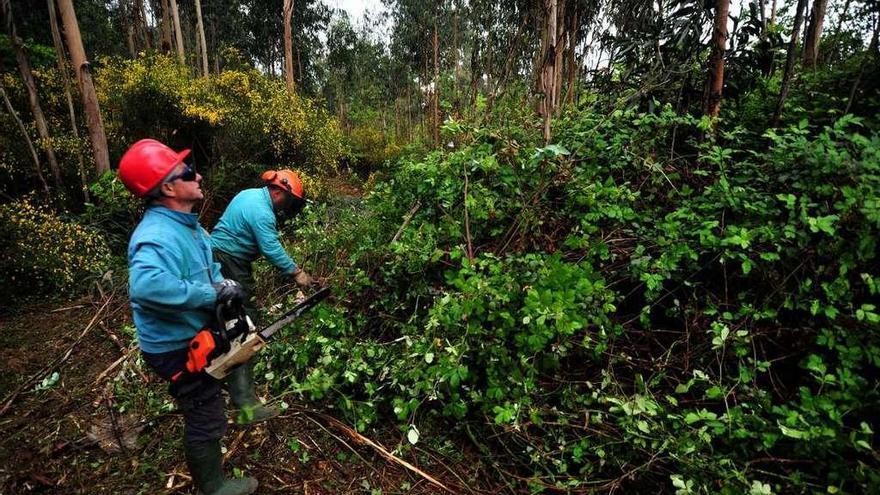 Comuneros durante la limpieza de un monte.