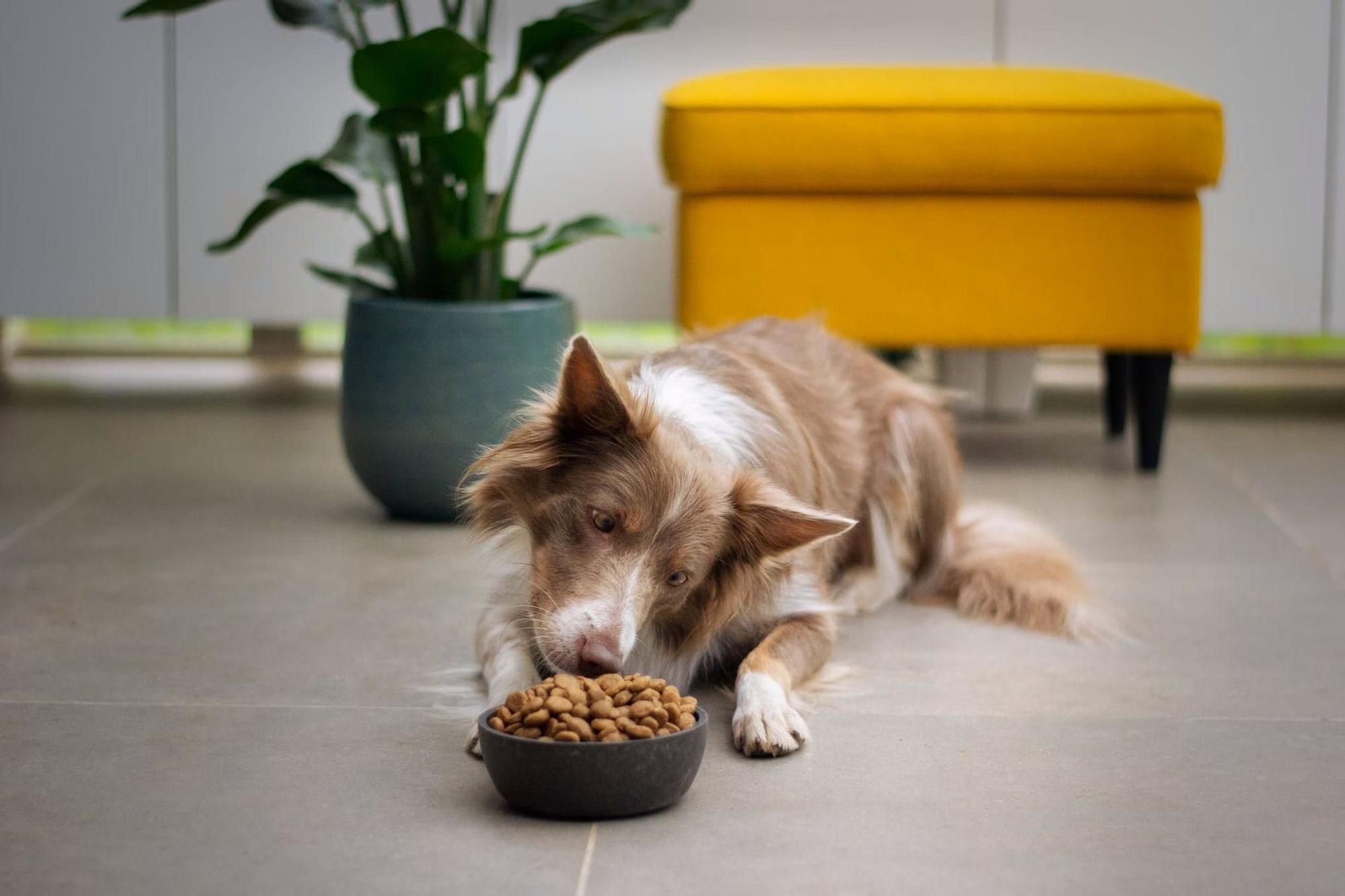 La alimentación de la mascota determina su estado de salud.